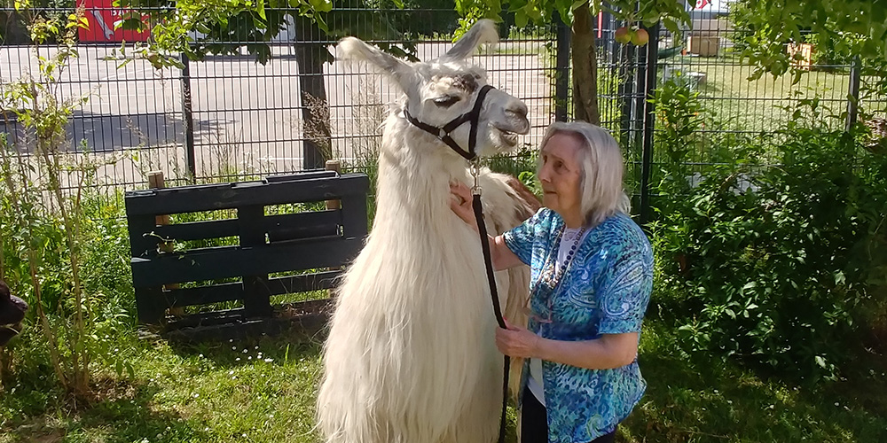Kommunikation mit dem Lama